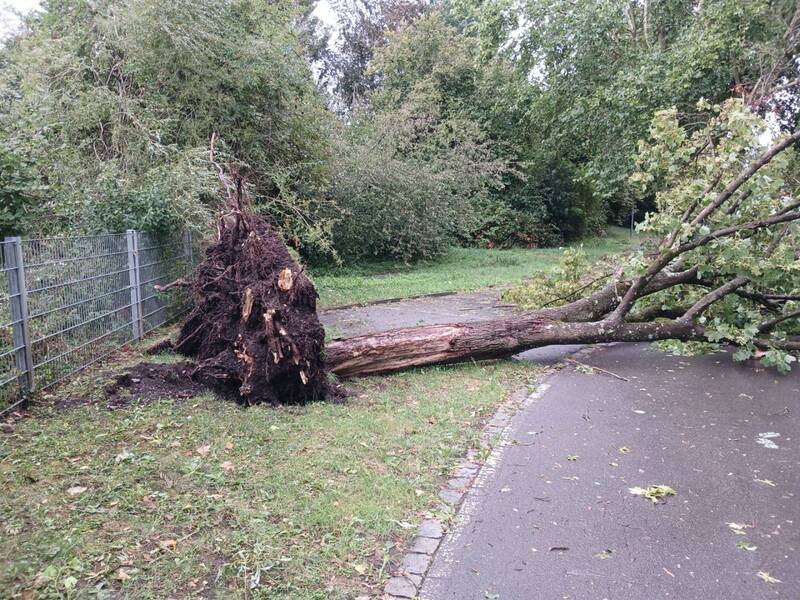 Ein umgekippter Baum liegt quer über einem asphaltierten Weg, mit den Wurzeln aus dem Boden herausgerissen.