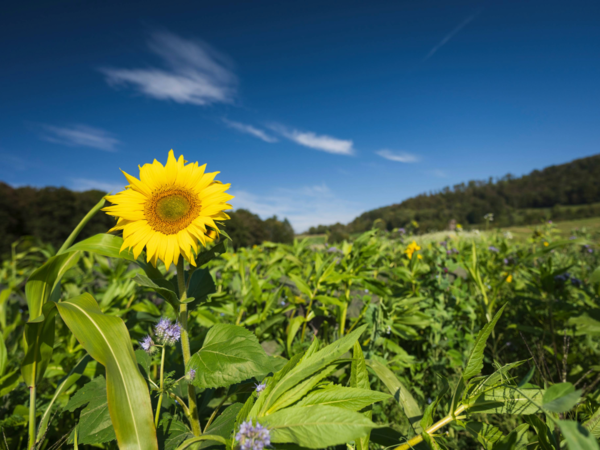 Sonnenblume