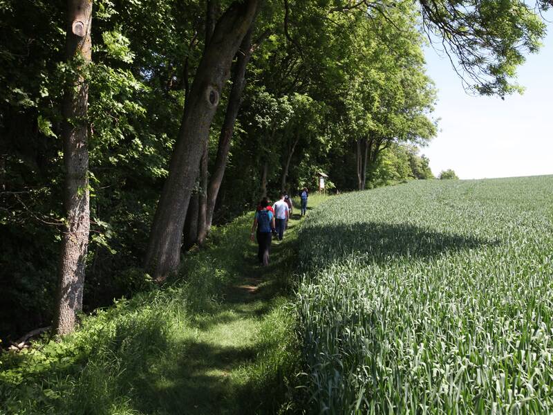 Eine Gruppe von Menschen wandert auf einem schmalen Pfad zwischen einem grünen Feld und einem bewaldeten Bereich.