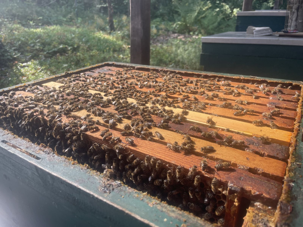 Stadtimkerin - Eine große Anzahl von Bienen bedeckt die offenen Rahmen eines Bienenstocks im Sonnenlicht.