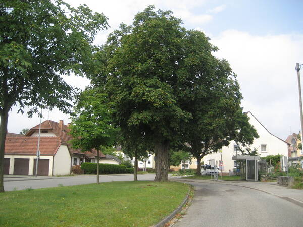 Eine ruhige Straßenszene in einem Wohngebiet mit grünen Bäumen, einem Gehweg und einem kleinen Buswartehäuschen.