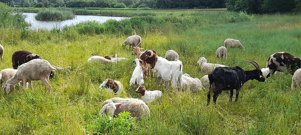 Eine Gruppe von Schafen und Ziegen weidet auf einer grünen Wiese nahe einem Teich.