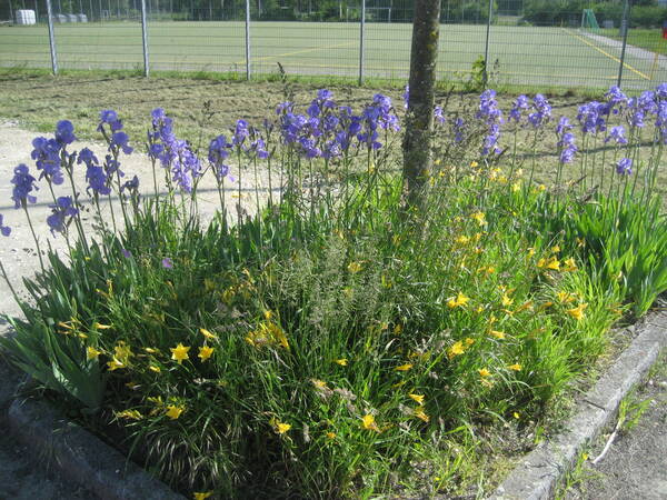 Ein kleines Blumenbeet mit violetten und gelben Blumen steht am Rand eines Sportplatzes, der von einem Zaun umgeben ist.