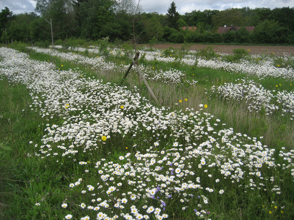 Ein weitläufiges Feld voller blühender weißer Gänseblümchen erstreckt sich unter einem bewölkten Himmel.