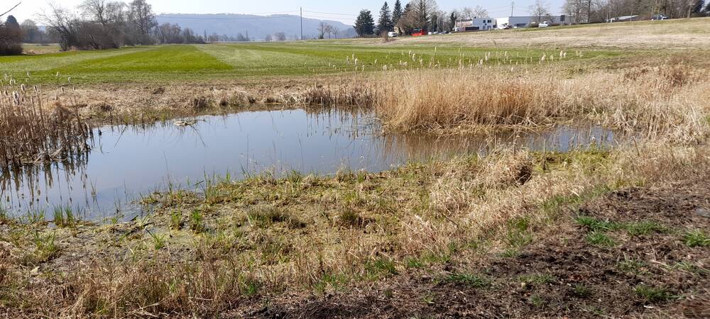 Eine ländliche Szene zeigt einen kleinen Teich mit Schilf umgeben von Wiesen und Bäumen im Hintergrund.
