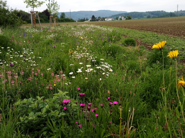 Eine üppige Blumenwiese mit verschiedenen bunten Wildblumen erstreckt sich entlang eines Ackers, gesäumt von Bäumen im Hintergrund.