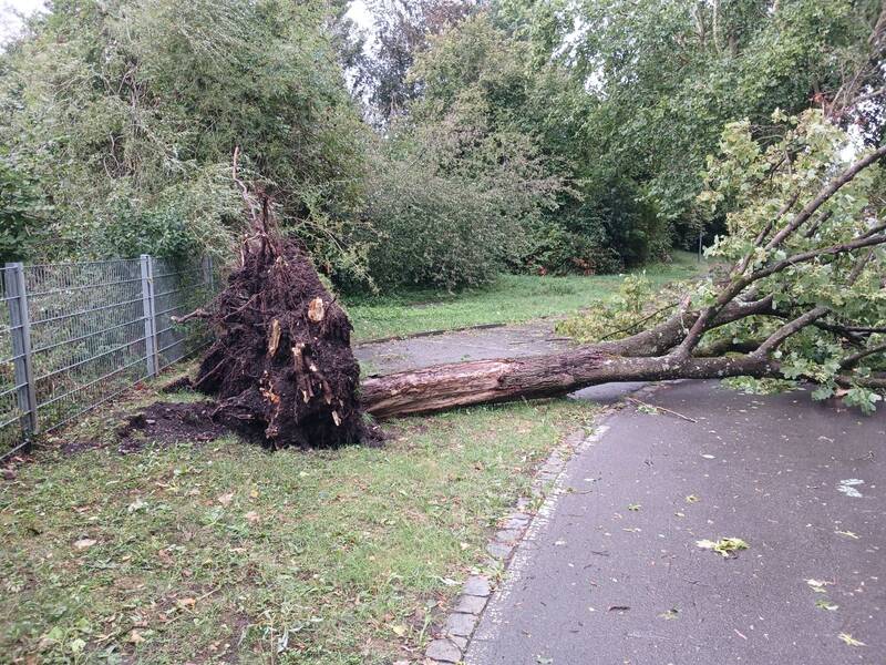 Ein umgestürzter Baum mit freiliegenden Wurzeln liegt auf einem Gehweg neben einem Zaun.