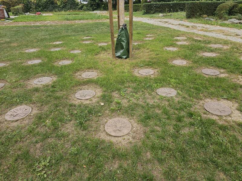 Auf einer Rasenfläche sind mehrere kreisförmige Steine mit Baumreliefs um einen jungen Baum angeordnet.