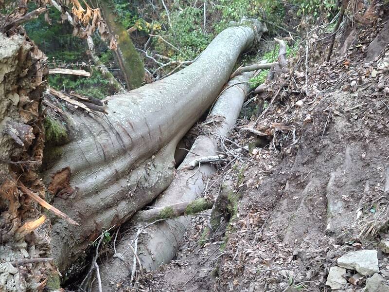 Mehrere umgestürzte Bäume liegen übereinander im Wald auf einem bewachsenen Hang.